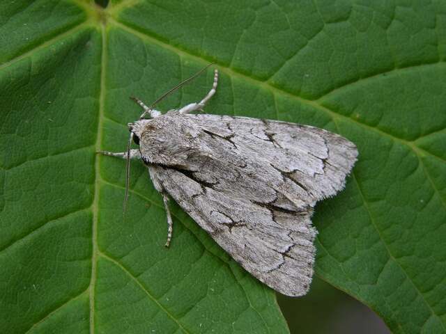 Image of Dagger Moths