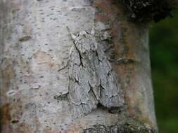 Image of Dagger Moths