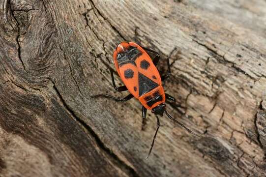 Image of red bugs