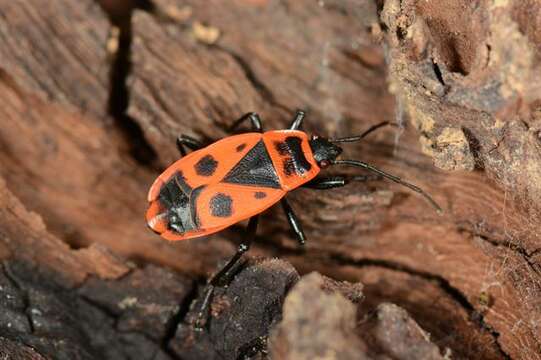 Image of red bugs