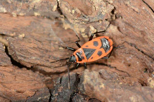 Image of red bugs