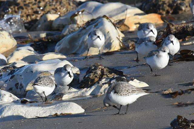 Image of Calidris Merrem 1804