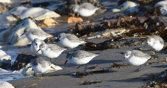 Image of Calidris Merrem 1804