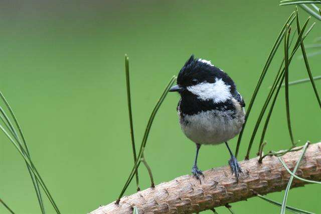 Image of <i>Parus ater</i>