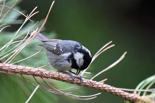 Image of <i>Parus ater</i>