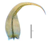 Image of Amblystegiaceae