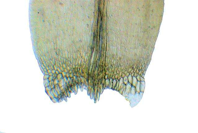 Image of Amblystegiaceae