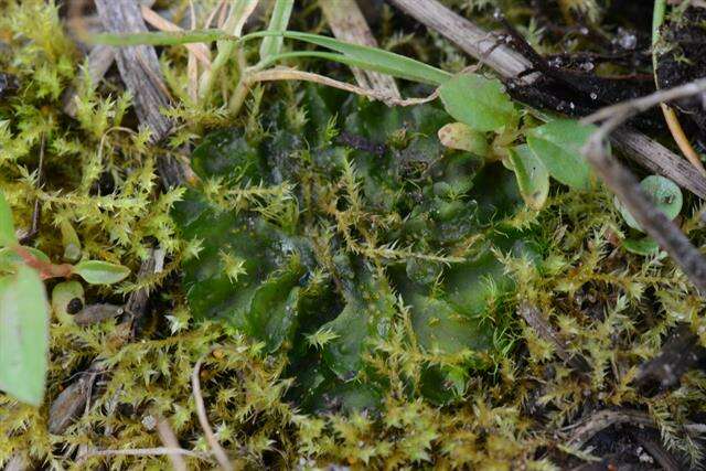 Image of <i>Anthoceros punctatus</i> subsp. <i>agrestis</i>