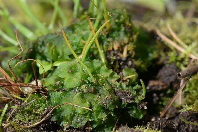 Image of <i>Anthoceros punctatus</i> subsp. <i>agrestis</i>