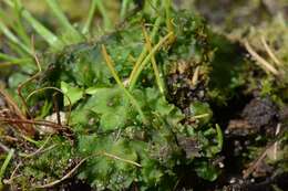 Image of <i>Anthoceros punctatus</i> subsp. <i>agrestis</i>