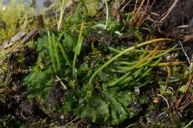 Image of <i>Anthoceros punctatus</i> subsp. <i>agrestis</i>