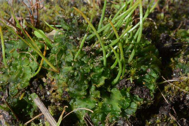 Image of <i>Anthoceros punctatus</i> subsp. <i>agrestis</i>