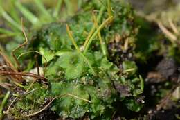Image of <i>Anthoceros punctatus</i> subsp. <i>agrestis</i>
