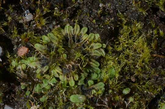 Image of Glaucous Crystalwort