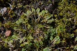 Image of Glaucous Crystalwort