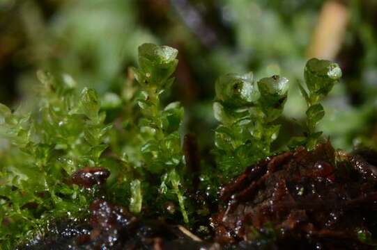 Image of Tetraphidales