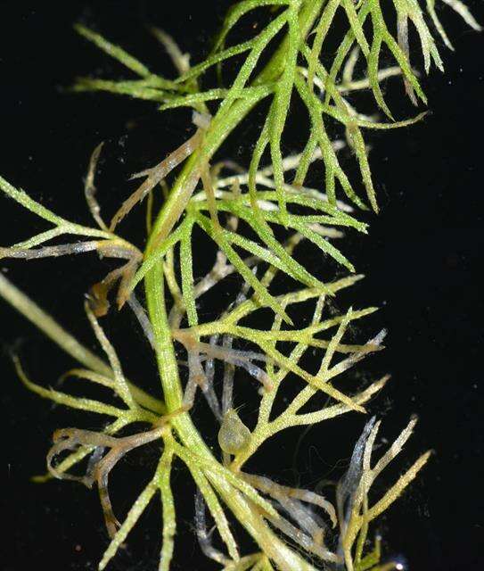 Image of Arctic Bladderwort