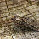 Agrotis clavis的圖片