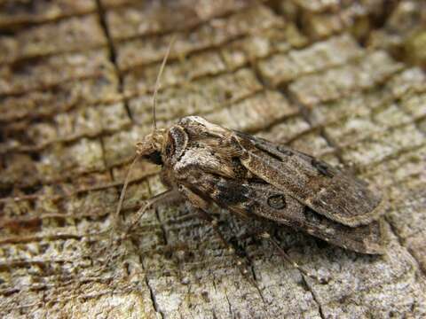 Image of Agrotis