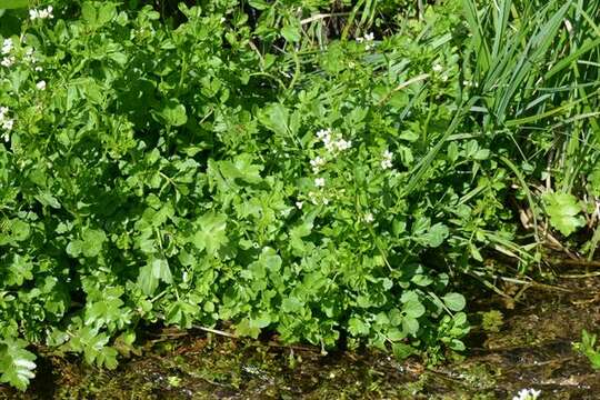 Слика од Cardamine