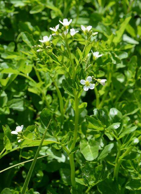 Слика од Cardamine