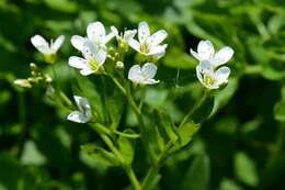 Слика од Cardamine