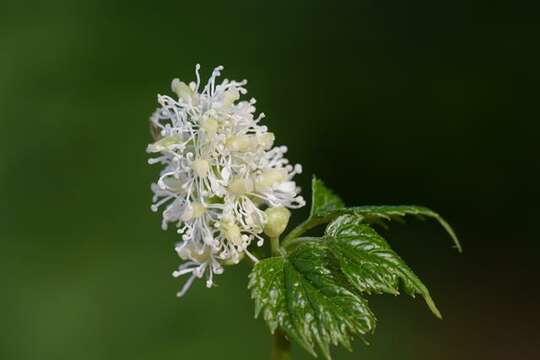 Image of Baneberry