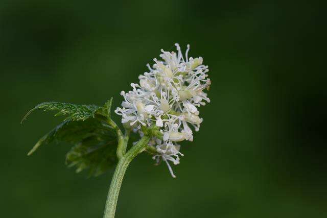 Image of Baneberry