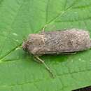 Image of turnip moth