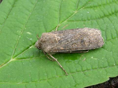 Image of Agrotis