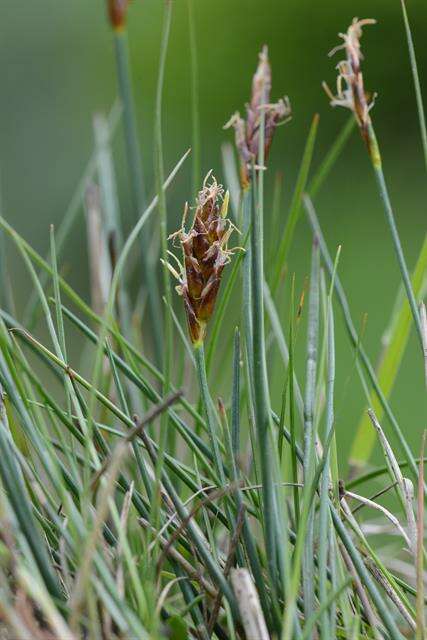 Image of bulrush