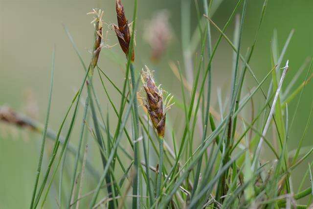 Image of bulrush