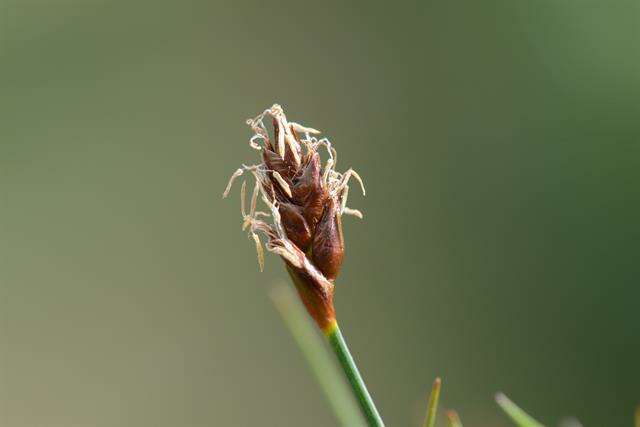 Image of bulrush