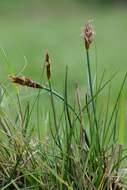 Image of bulrush