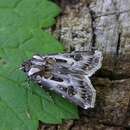 Agrotis vestigialis Hüfnagel 1766 resmi