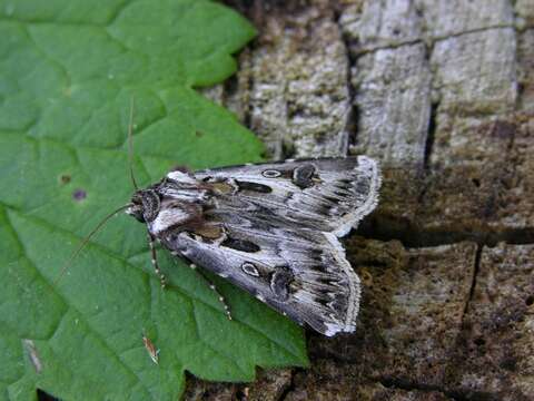 Agrotis vestigialis Hüfnagel 1766的圖片