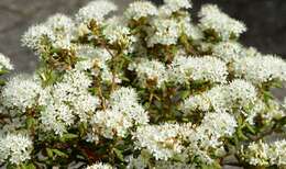 Imagem de Rhododendron groenlandicum (Oeder) K. A. Kron & W. S. Judd