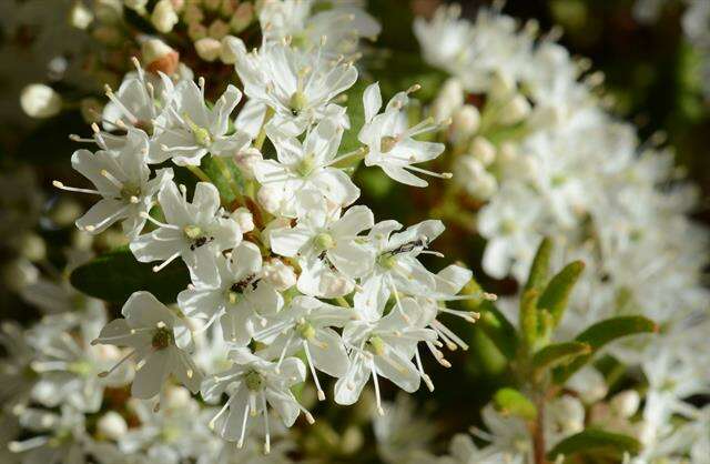 Imagem de Rhododendron groenlandicum (Oeder) K. A. Kron & W. S. Judd