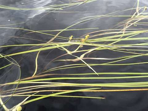 Image of Sparganium gramineum Georgi