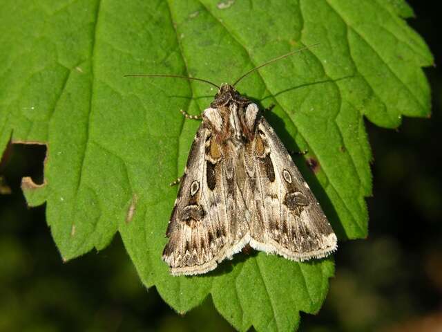 Agrotis vestigialis Hüfnagel 1766的圖片