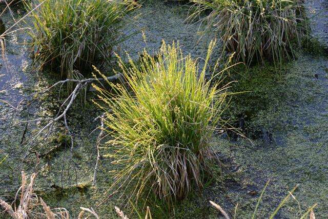 Image of Gray Bog Sedge