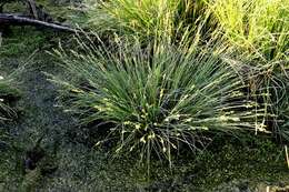 Image of Gray Bog Sedge