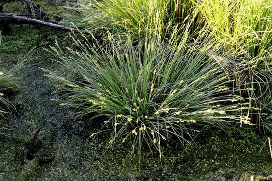 Image of Gray Bog Sedge