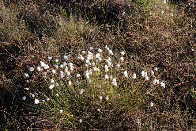 Image of cottongrass