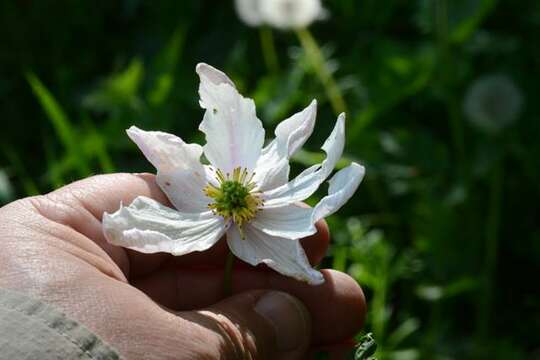 Image of anemone