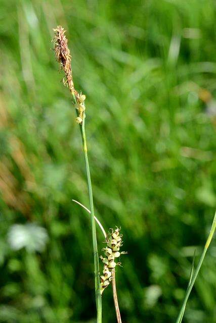 Image of carnation sedge