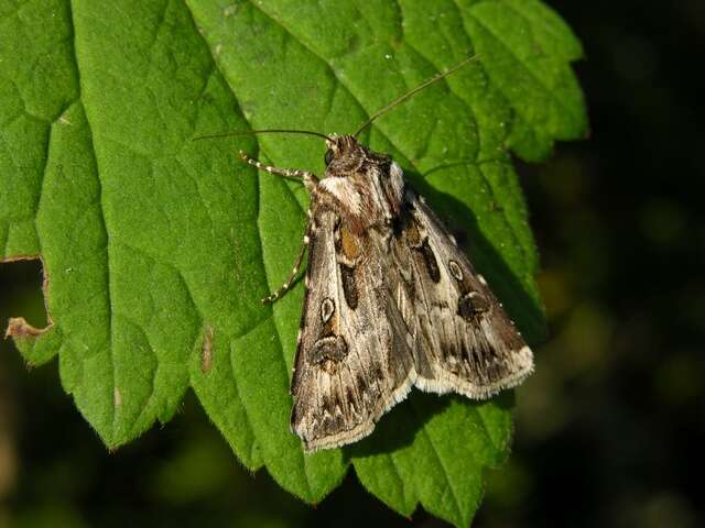 Agrotis vestigialis Hüfnagel 1766的圖片