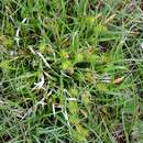 Image of Carex demissa Hornem.