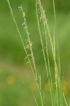 Image of matgrass