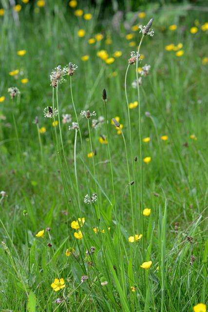 Image of plantain